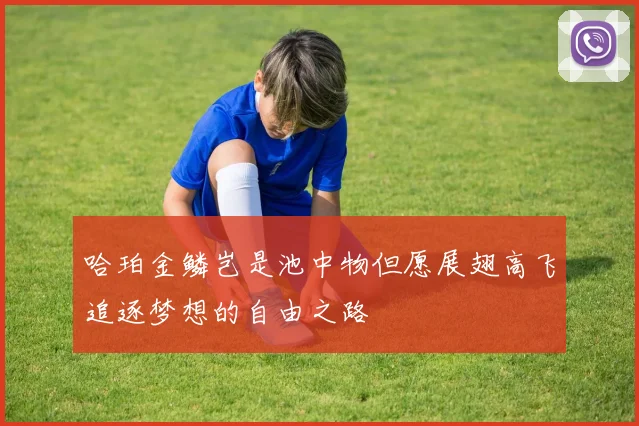 哈珀金鳞岂是池中物但愿展翅高飞追逐梦想的自由之路